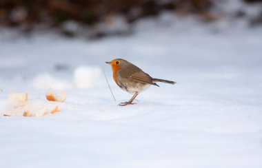 donmuş kar Robin