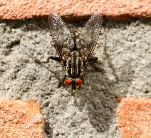 Mucha na mur z cegły — Zdjęcie stockowe