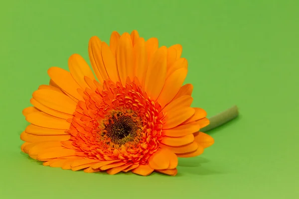 stock image One single gerbera flower