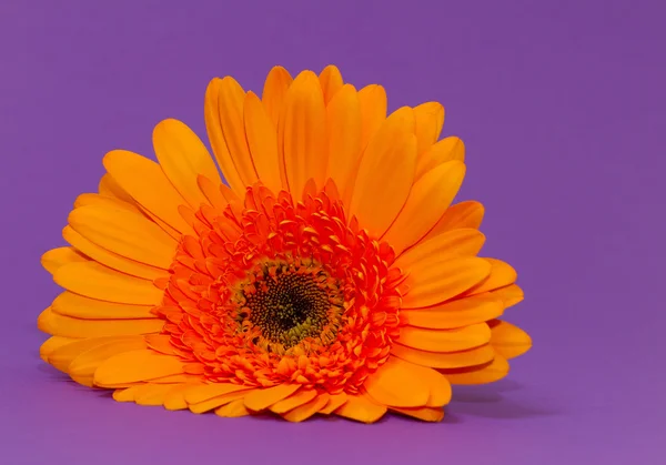 stock image One single gerbera flower