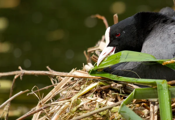 A common coot — Stock Photo, Image