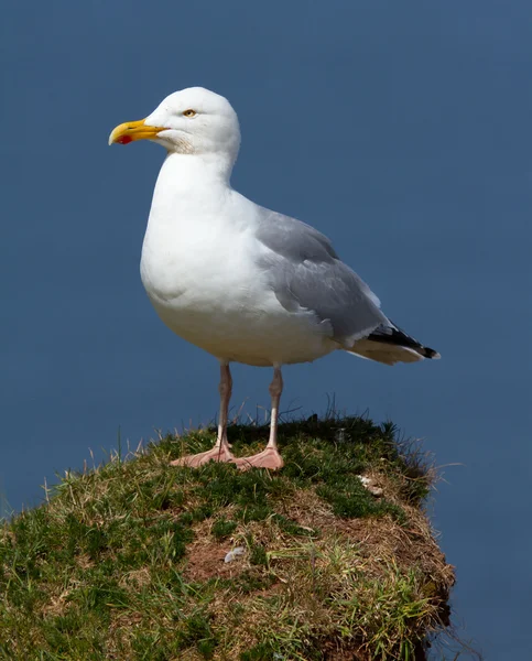 Une mouette sur un rocher — Photo