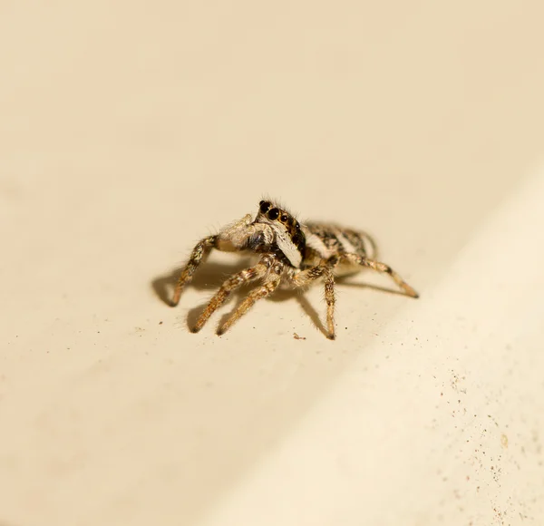 Salticus scenicus skákání pavouk — Stock fotografie