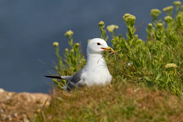 Seagull bygga ett bo — Stockfoto