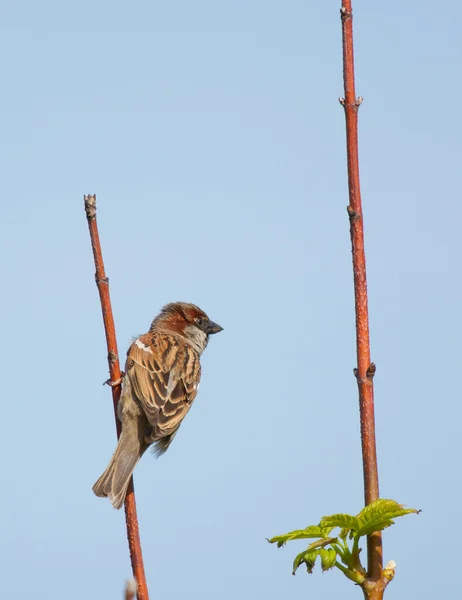A sparrow — Stock Photo, Image