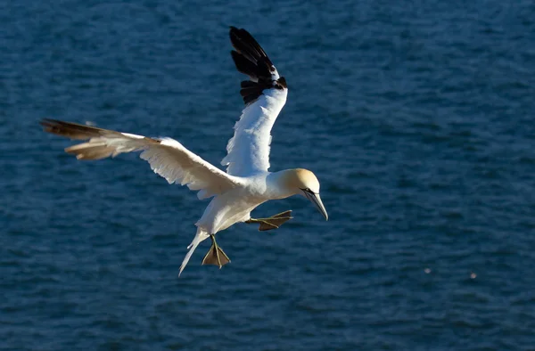 A flying gannet — Stock Photo, Image