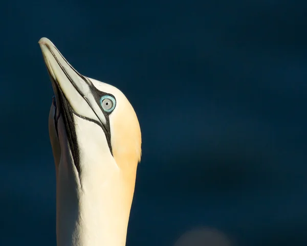 Una gannet — Foto Stock
