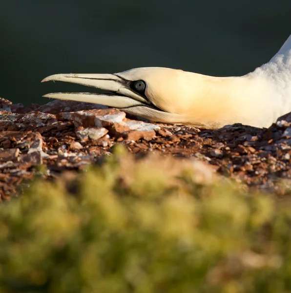 Una gannet — Foto Stock