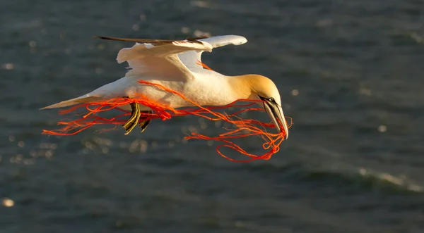 stock image A gannet flying