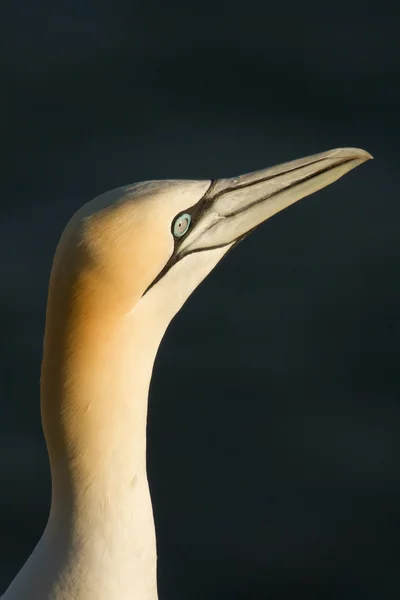 A gannet — Stock Photo, Image