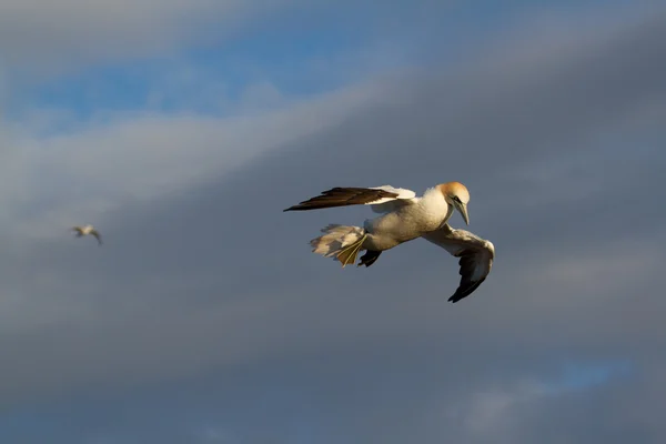 A gannet is flying — Stock Photo, Image