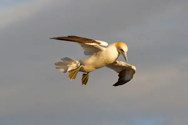 Una gannet sta volando — Foto Stock