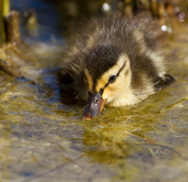 Un petit canard dans l'eau — Photo