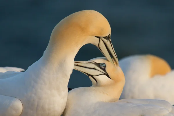 Couple of gannets — Stock Photo, Image