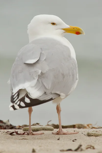A Herring Gull — Stock Photo, Image
