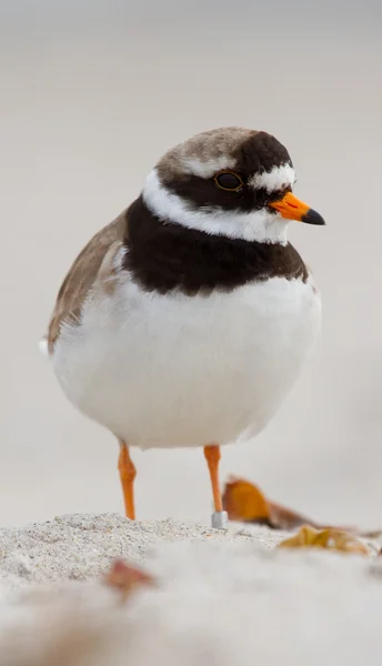 A ringed plover — Stock Photo, Image