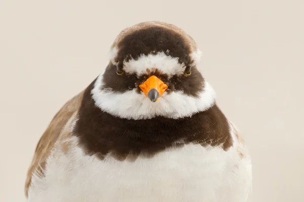 A ringed plover — Stock Photo, Image