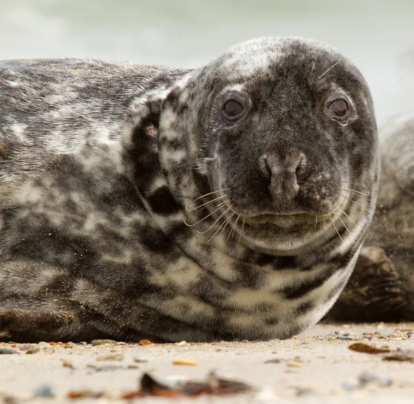 A grey seal — Stock Photo, Image