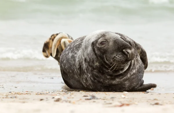 A grey seal — Stock Photo, Image