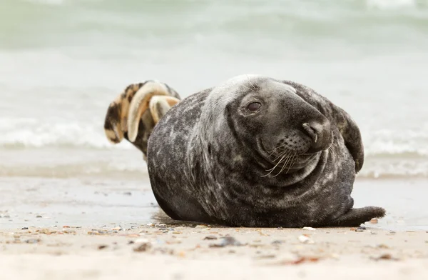 Een grijze zeehond — Stockfoto