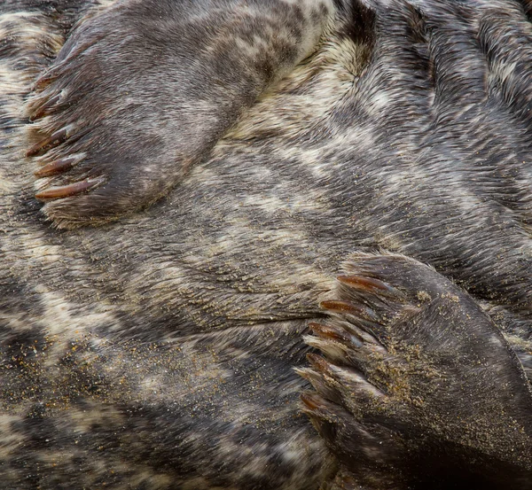 Een grijze zeehond — Stockfoto