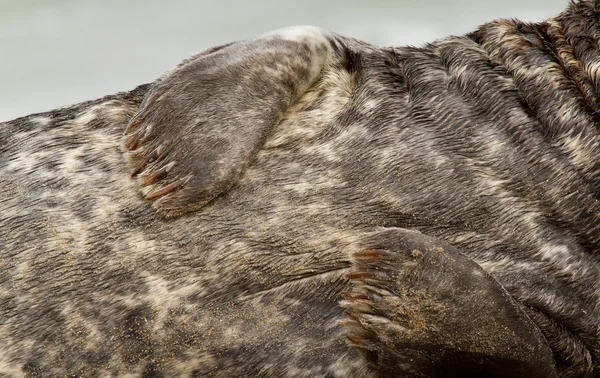 Een grijze zeehond — Stockfoto