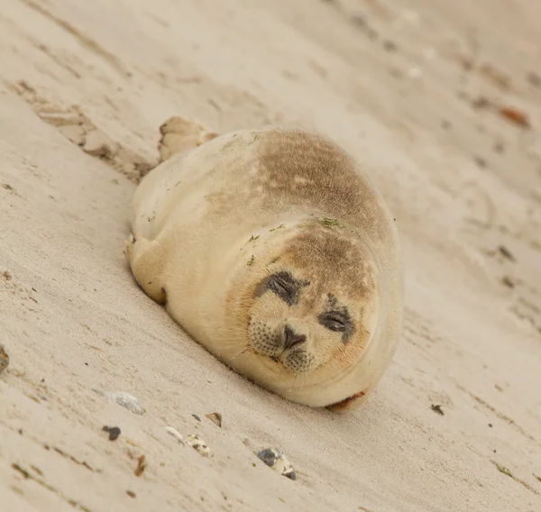 A common seal — Stock Photo, Image