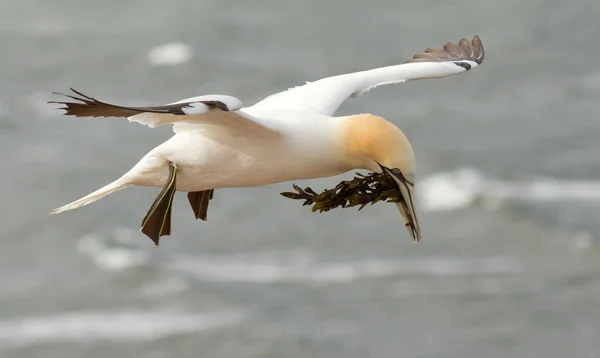 Un gannet au-dessus de la mer — Photo