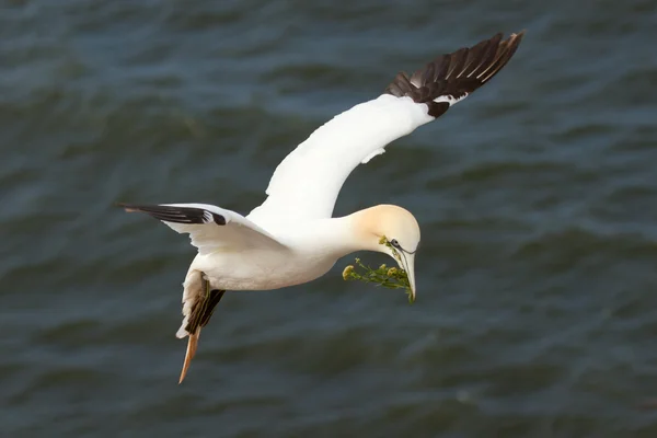 Un gannet au-dessus de la mer — Photo
