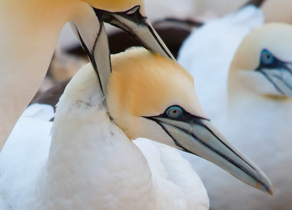 Ένα ζευγάρι ερωτευμένων του gannets — Φωτογραφία Αρχείου