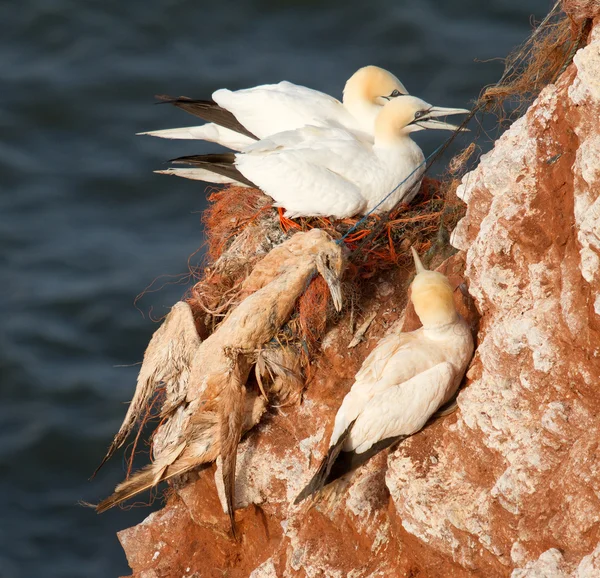 Una gannet defunta — Foto Stock