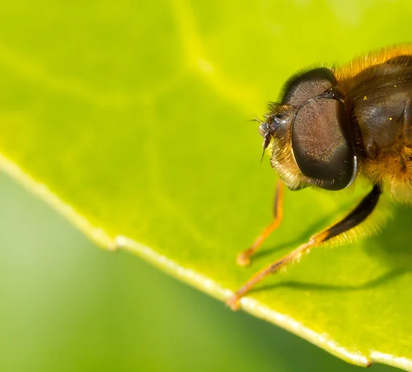 Un primer plano de una abeja —  Fotos de Stock