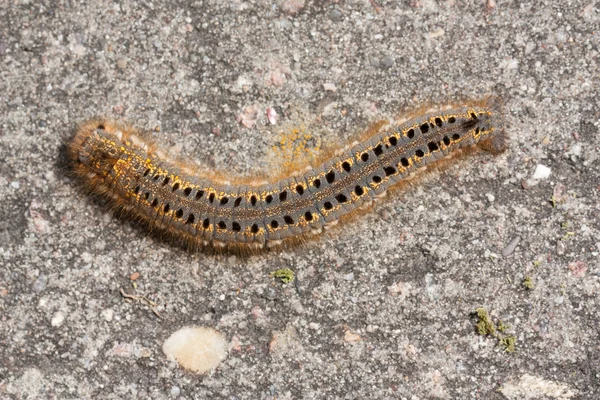 En larv — Stockfoto