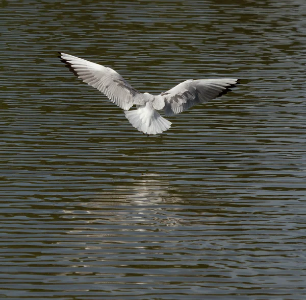 Uma gaivota está voando — Fotografia de Stock
