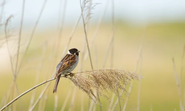 Uma sedge warbler — Fotografia de Stock