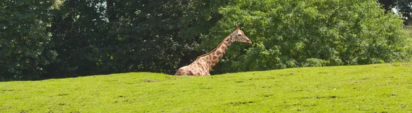 A giraffe in a dutch zoo — Stock Photo, Image