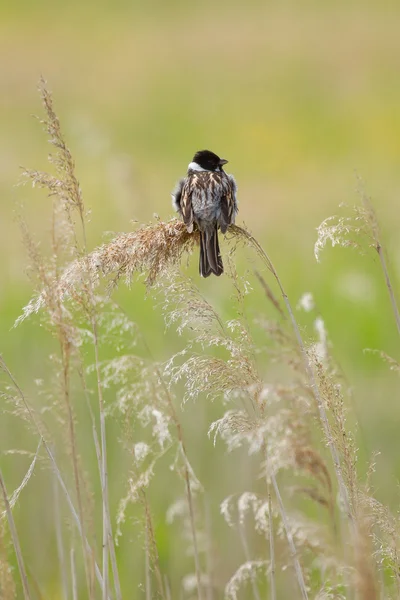 Uma sedge warbler — Fotografia de Stock