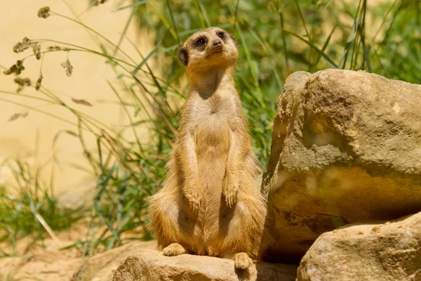 Una suricata in guardia — Foto Stock