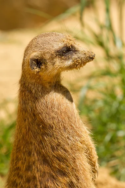 Μια suricata στο ρολόι — Φωτογραφία Αρχείου