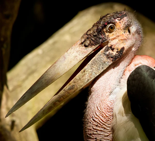 Bir marabu bir close-up — Stok fotoğraf