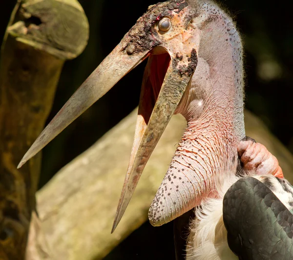 Um close-up de um marabu — Fotografia de Stock
