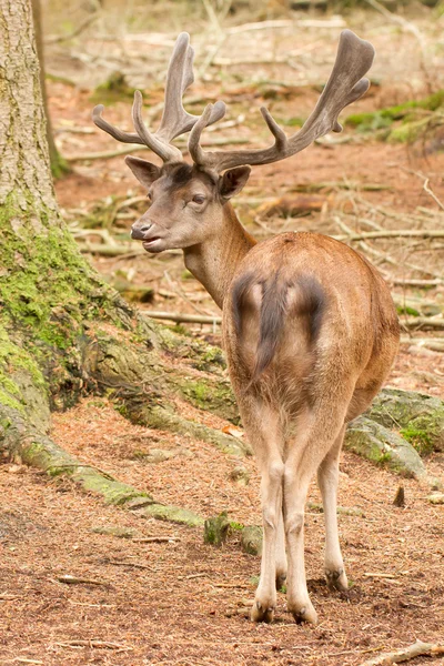 A red deer in the woods — Stock Photo, Image