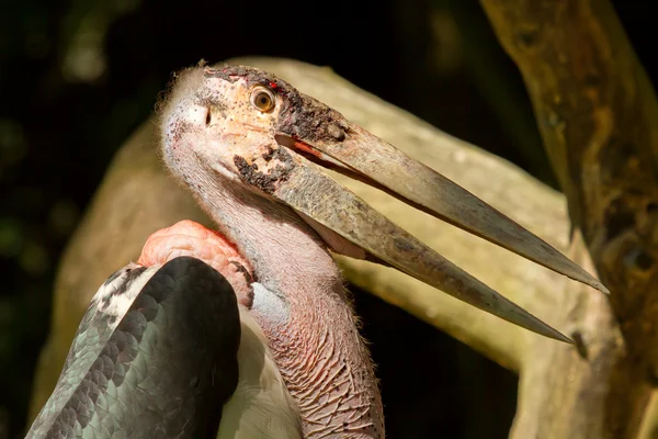 Bliska marabu — Zdjęcie stockowe