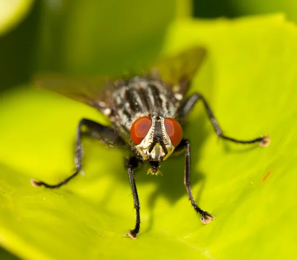 Une mouche domestique — Photo