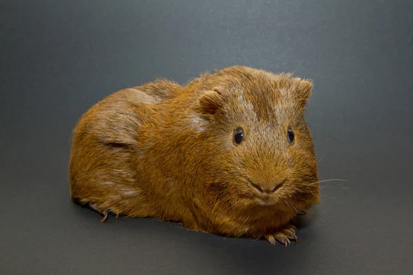 A guinea pig — Stock Photo, Image