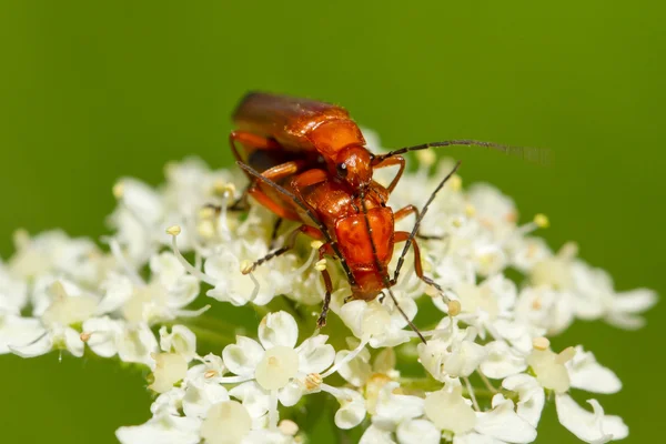 Käfer rhagonycha fulva — Stockfoto