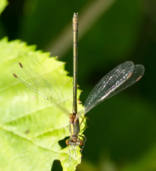 A dragonfly on a leaf — Stock Photo, Image