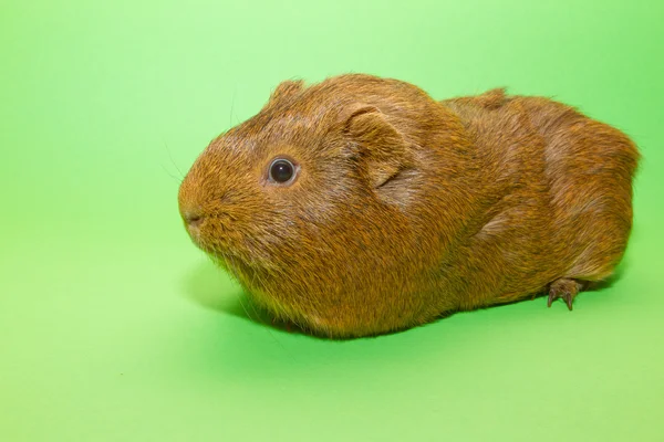 A guinea pig — Stock Photo, Image