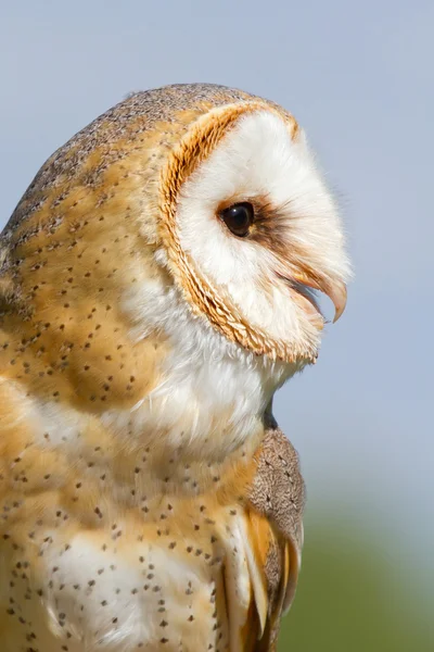 A sitting owl — Stock Photo, Image