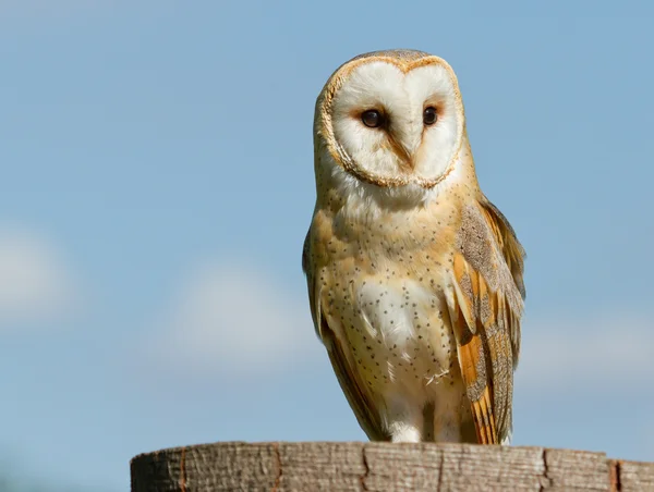 A sitting owl — Stock Photo, Image